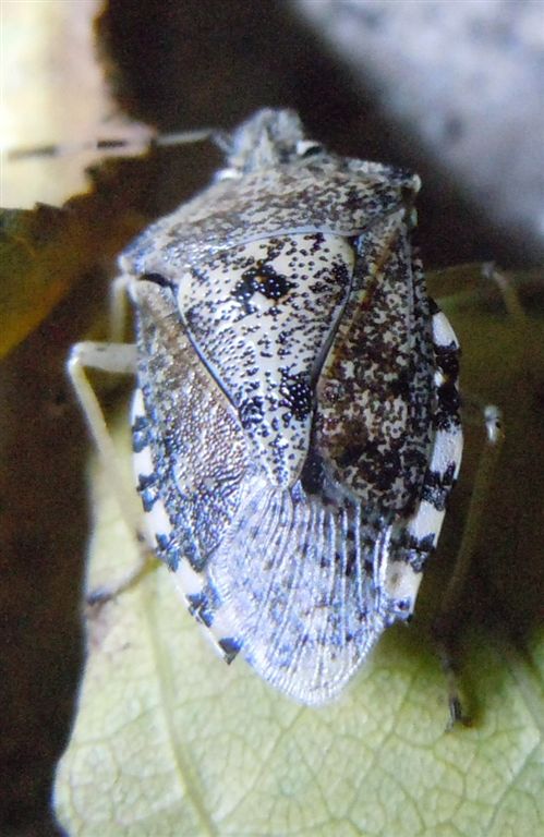 Pentatomidae: Rhaphigaster nebulosa della Campania (NA)